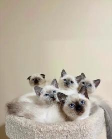 Beautiful Scottish Fold Mixed Kittens Ready For Adoption