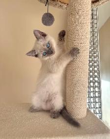 Beautiful Scottish Fold Mixed Kittens Ready For Adoption - Photo 2