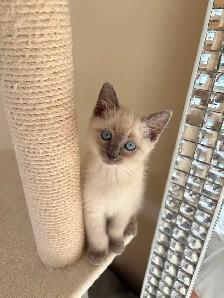 Beautiful Scottish Fold Mixed Kittens Ready For Adoption - Photo 3