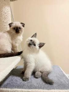 Beautiful Scottish Fold Mixed Kittens Ready For Adoption - Photo 4