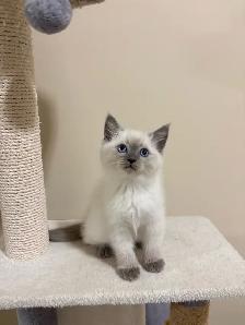 Beautiful Scottish Fold Mixed Kittens Ready For Adoption - Photo 5