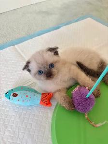 Beautiful Scottish Fold Mixed Kittens Ready For Adoption - Photo 6