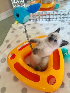 Beautiful Scottish Fold Mixed Kittens Ready For Adoption - Photo 7
