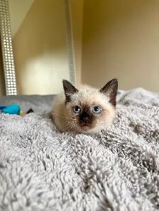 Beautiful Scottish Fold Mixed Kittens Ready For Adoption - Photo 8
