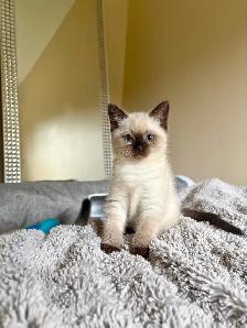 Beautiful Scottish Fold Mixed Kittens Ready For Adoption - Photo 9