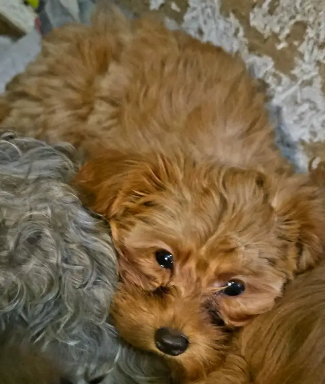 Yorkiepoos