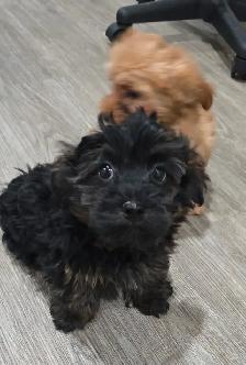 Yorkiepoos - Photo 2