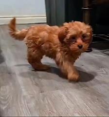 Yorkiepoos - Photo 3