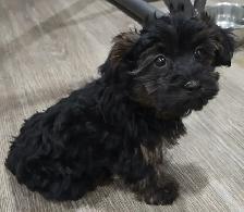 Yorkiepoos - Photo 4