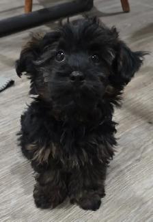 Yorkiepoos - Photo 5