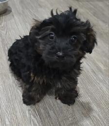 Yorkiepoos - Photo 6