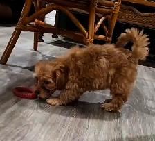 Yorkiepoos - Photo 7