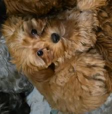 Yorkiepoos - Photo 8