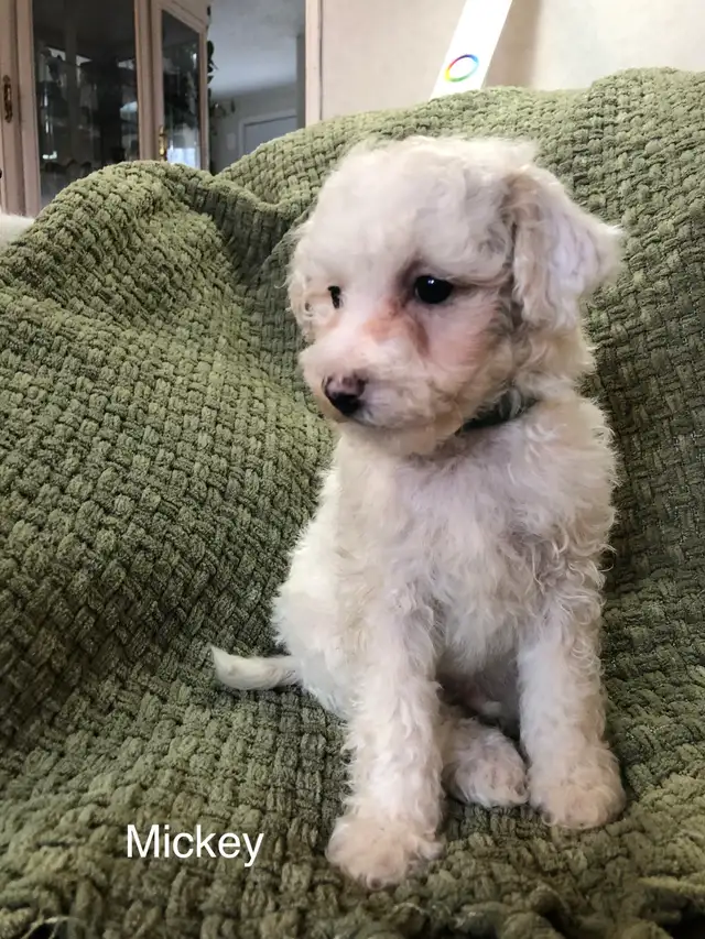 Toy poodle/ Havanese