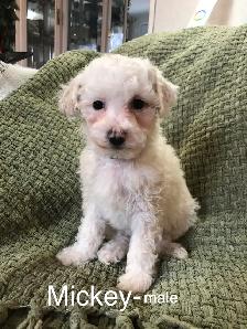 Toy poodle/ Havanese - Photo 2
