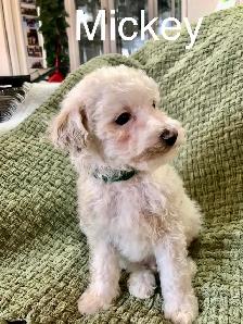 Toy poodle/ Havanese - Photo 3