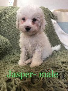 Toy poodle/ Havanese - Photo 4