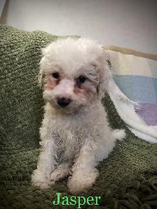 Toy poodle/ Havanese - Photo 5
