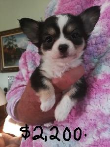 CHARLOTTES PUPPIES