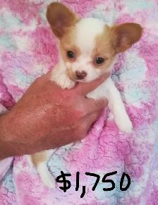 CHARLOTTES PUPPIES - Photo 2