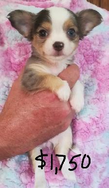 CHARLOTTES PUPPIES - Photo 3