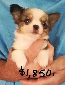 CHARLOTTES PUPPIES - Photo 4