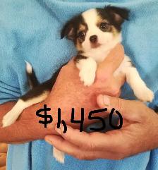 CHARLOTTES PUPPIES - Photo 5