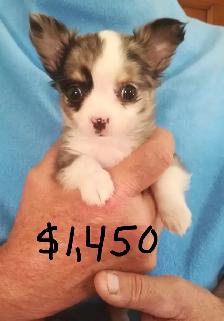 CHARLOTTES PUPPIES - Photo 6