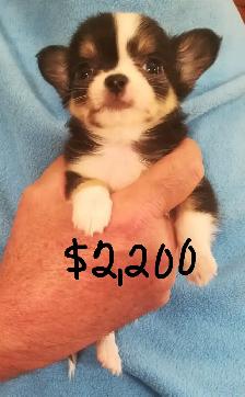 CHARLOTTES PUPPIES - Photo 7