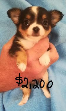 CHARLOTTES PUPPIES - Photo 8
