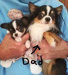 CHARLOTTES PUPPIES - Photo 9