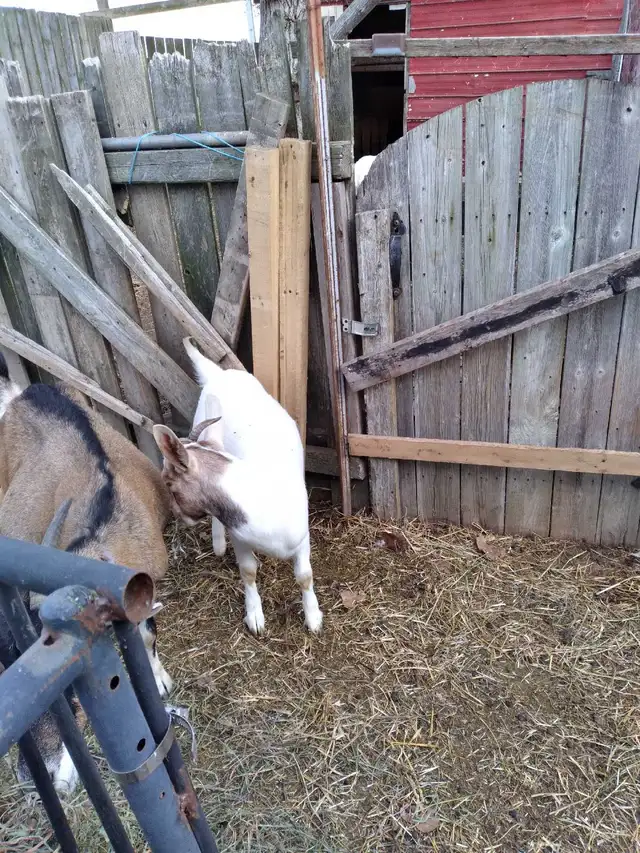 7 1/2 to 8 months old female goats