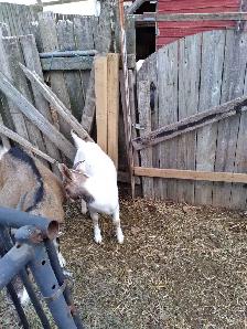 7 1/2 to 8 months old female goats