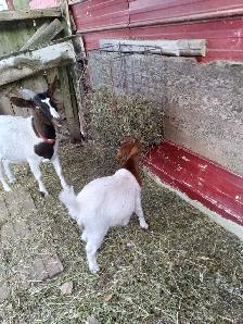 7 1/2 to 8 months old female goats - Photo 2