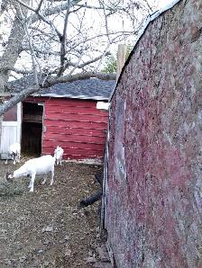 7 1/2 to 8 months old female goats - Photo 3
