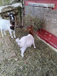 7 1/2 to 8 months old female goats - Photo 4
