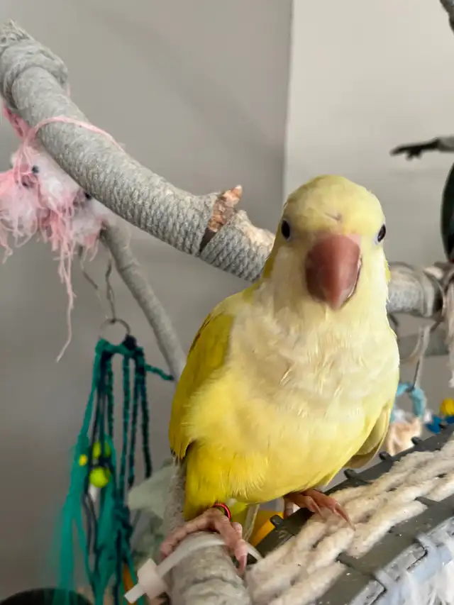Oiseau quaker femelle de 7 mois lutino jaune
