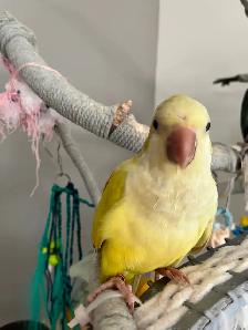 Oiseau quaker femelle de 7 mois lutino jaune