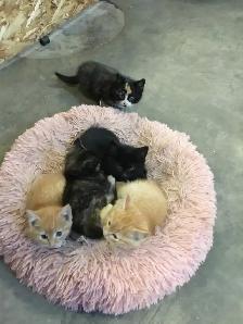 Free kittens need a good home - Photo 2
