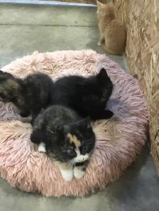 Free kittens need a good home - Photo 3