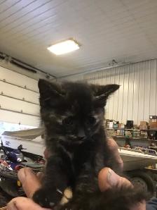 Free kittens need a good home - Photo 4