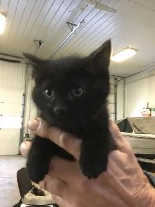 Free kittens need a good home - Photo 5