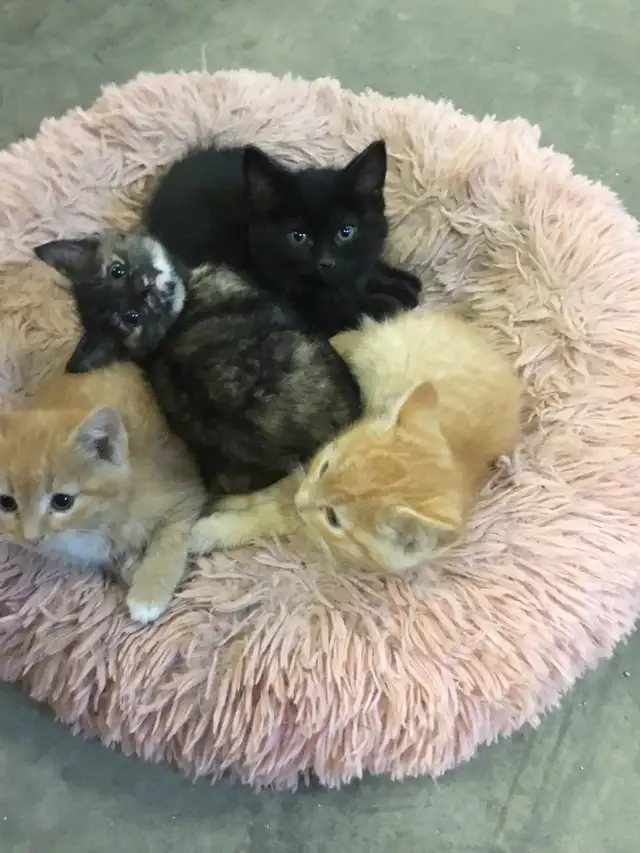 free kittens to need a good home