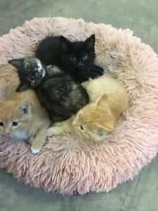 free kittens to need a good home