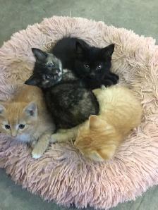 free kittens to need a good home - Photo 3