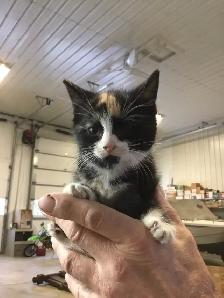free kittens to need a good home - Photo 5