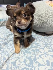 Chiots chihuahuas poil long et court