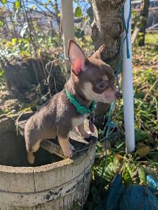 Chiots chihuahuas poil long et court - Photo 2