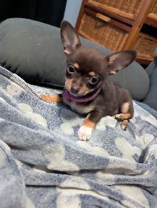 Chiots chihuahuas poil long et court - Photo 3