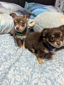 Chiots chihuahuas poil long et court - Photo 5